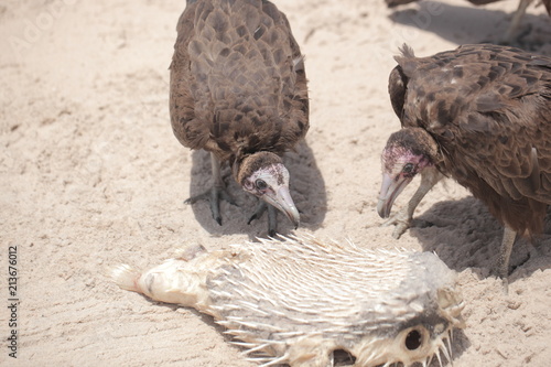 profile portrait of a vulture on a beach group of birds photo