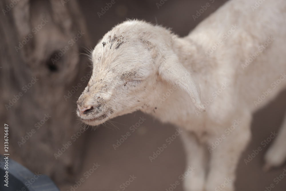 white skinny baby sheep with big blue bowl