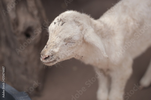 Obraz na płótnie white skinny baby sheep with big blue bowl w salonie