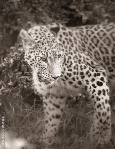 guépard seul au zoo en noir et blanc en été de face