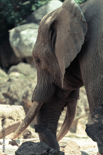 éléphant seul en couleur de profil en été au zoo avec ses défenses