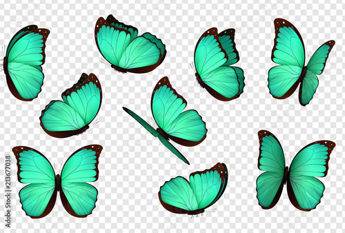 Butterfly vector. Blue isolated butterflies. Insects with bright coloring on transparent background