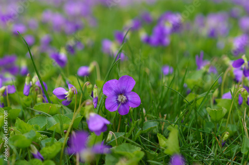 Purple Violets Growing Wild 