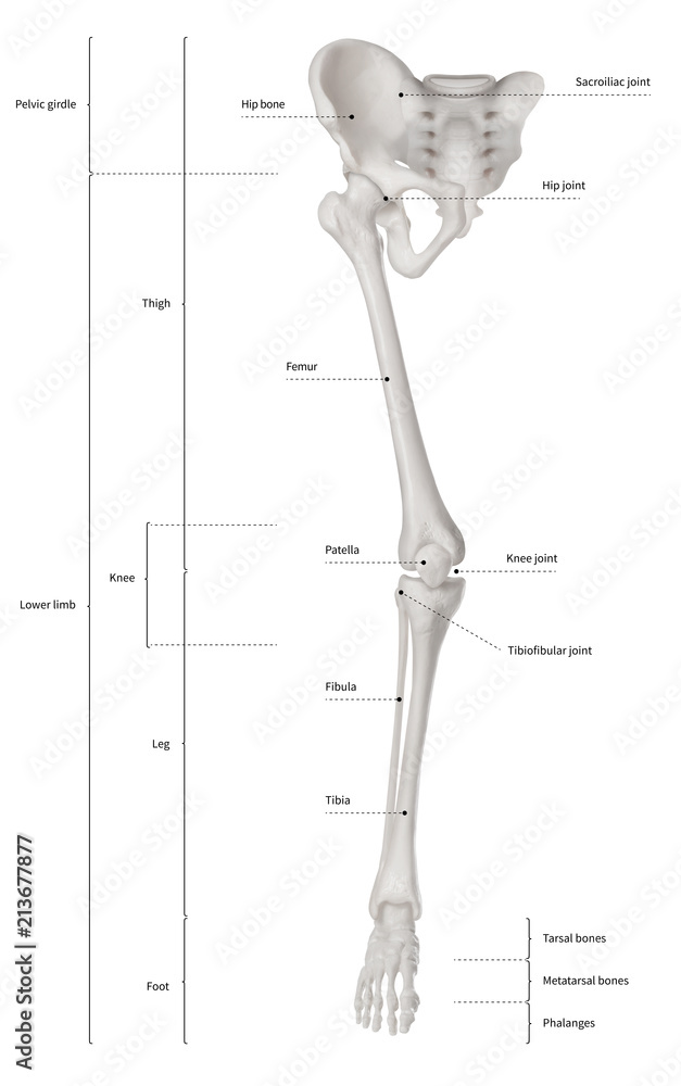 Fotografia do Stock: Infographic diagram of human skeleton lower limb  anatomy bone system or leg bone anterior view- 3D- Human Anatomy- Medical  Diagram- educational and Human Body concept- Isolated on white background