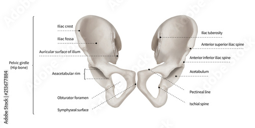 Infographic diagram of human hip bone or pelvic girdle anatomy system anterior view- 3D- Human Anatomy- Medical Diagram- educational and Human Body concept- Isolated on white background