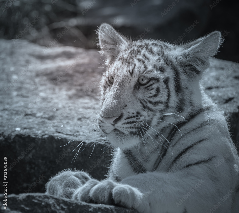 Bebe Tigre Seul Qui Joue En Gros Plan Au Zoo En Noir Et Blanc Stock Photo Adobe Stock