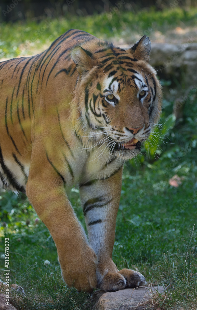 tigre adulte seul au zoo en gros plan en été en couleur debout qui marche de face