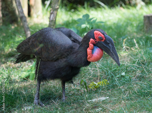 oiseau noir et rouge au zoo en été en gros plan en couleur