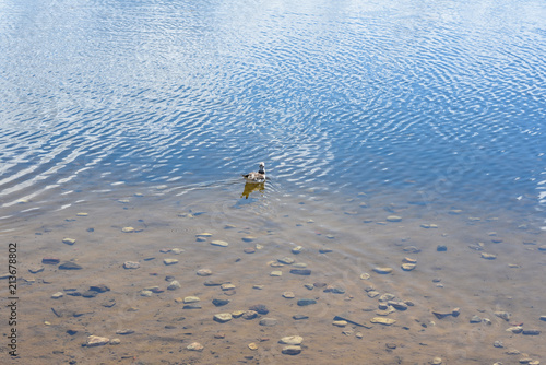 Landscape, lake and seagull, Sebezh town photo