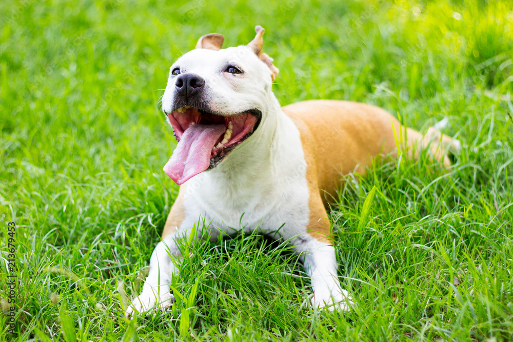 Dog having a big smile