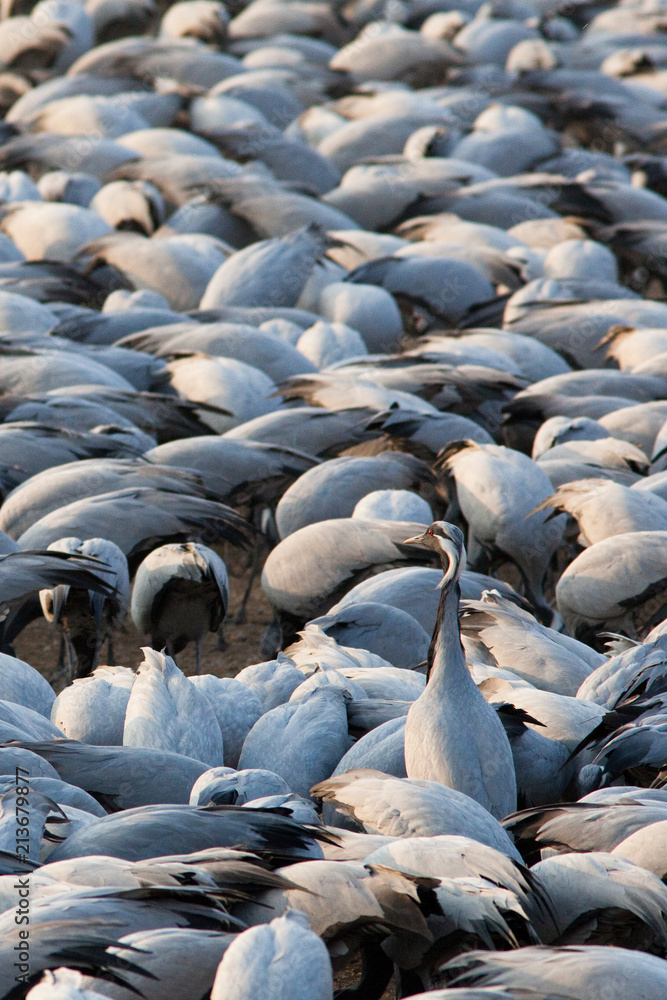 Obraz premium Demoiselle Cranes at feeding station, Khichan India