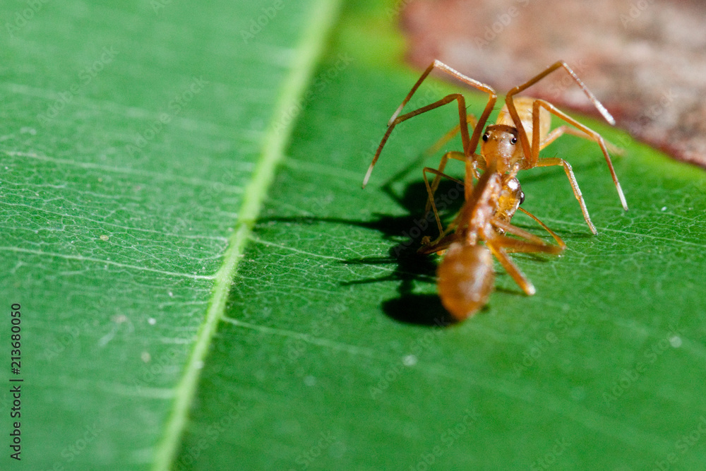 Ant mimic Spider eating an ant Ant mimic Spider eating an ant