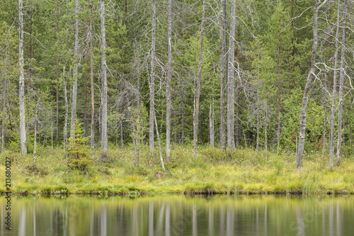 Fototapeta Naklejka Na Ścianę i Meble -  forest and lake landscape, Finland.