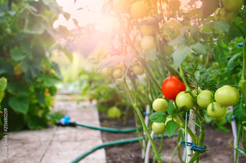 Tomatoes ripen in a hothouse. Greenhouse background. photo