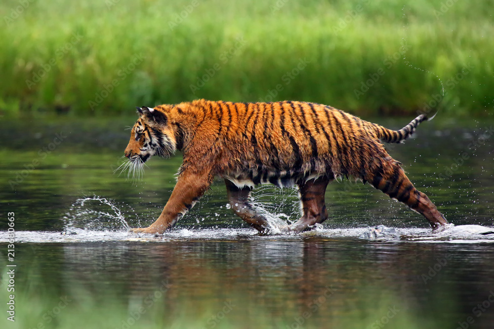 Fototapeta premium Tygrys syberyjski (Panthera tigris tigris), zwany także tygrysem amurskim (Panthera tigris altaica), spaceruje po wodzie. Piękna samica Tygrys syberyjski w ciepłe lato.