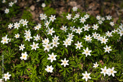 Anemone nemorosa flower in the forest in the sunny day. Wood anemone blooming in the spring season.