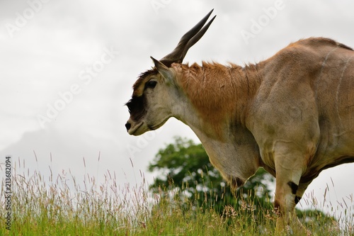 Photos Side view of an eland (Taurotragus oryx) in a grassy meadow
