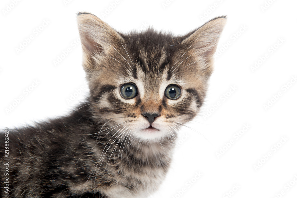 Portrait of tabby kitten