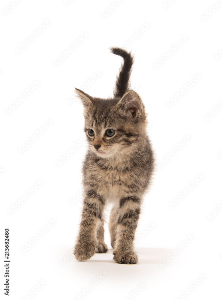 Obraz premium Cute tabby kitten on white