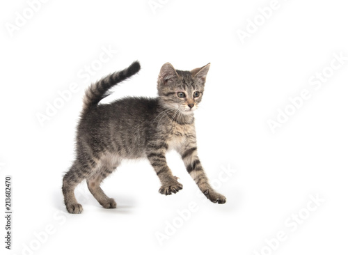Cute tabby kitten jumping