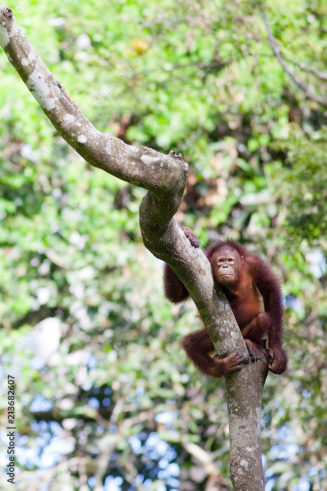 Unhappy looking Orangutan, Sabah, Borneo Unhappy looking Orangutan, Sabah, Borneo