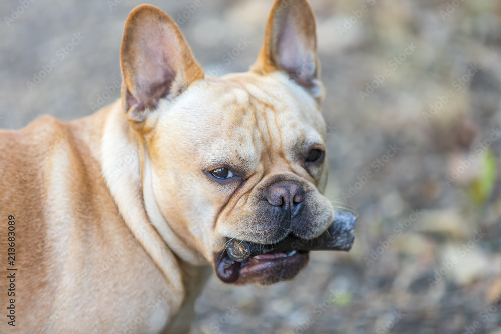 Young French Bulldog male with a goat horn in a playful pose. Northern California, USA.