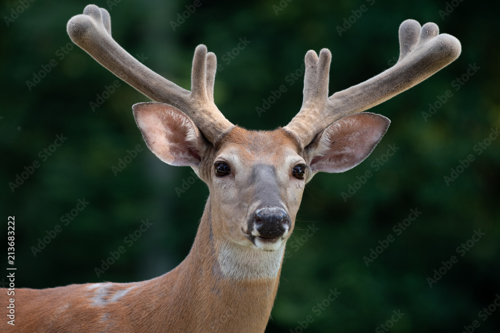 White-tailed deer buck with velvet on antlers White-tailed deer buck with velvet on antlers