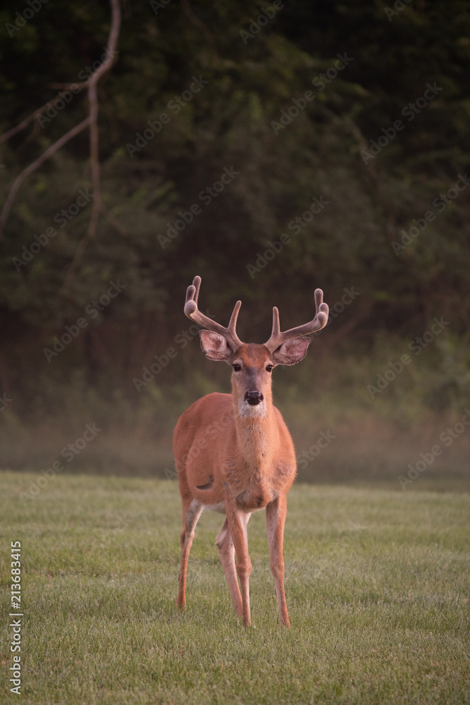 Obraz premium Large white-tailed deer buck in summer