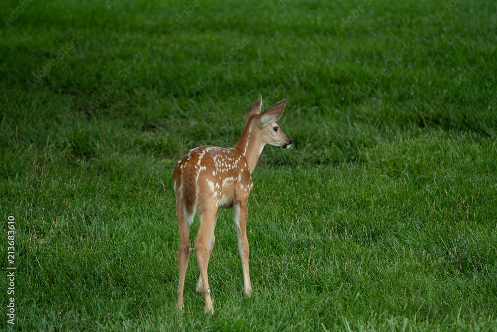 Fototapeta premium white-tailed deer fawn
