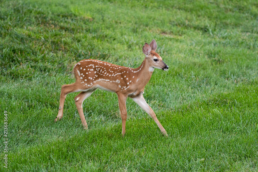 white-tailed deer fawn white-tailed deer fawn