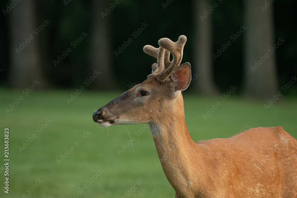 White-tailed deer buck with velvet on antlers