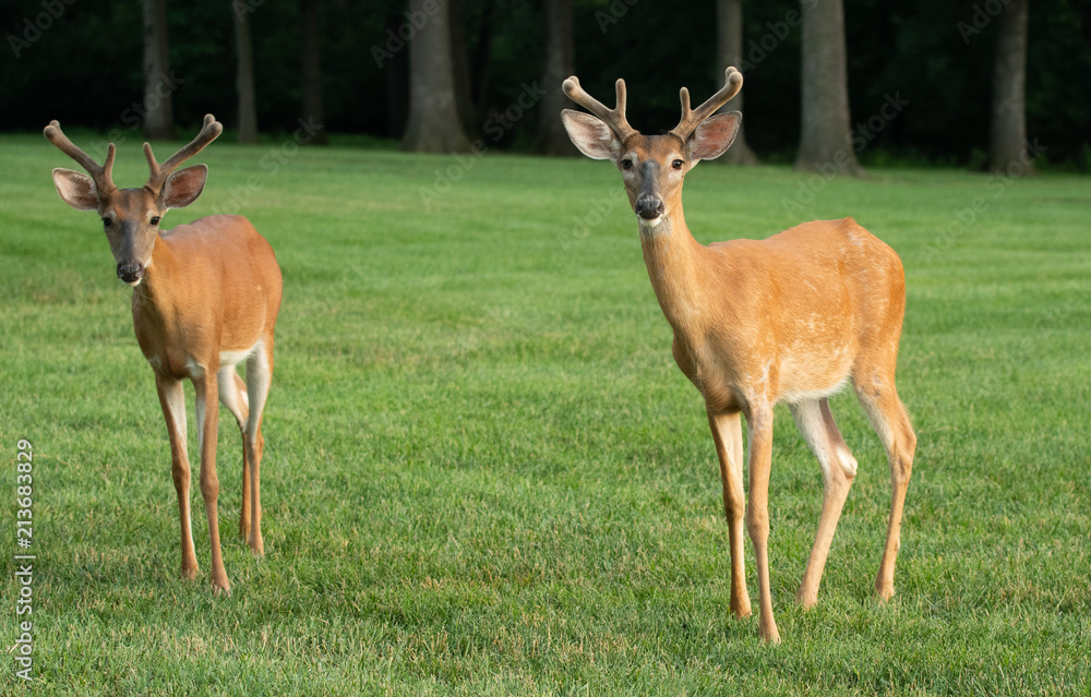 Fototapeta premium White-tailed deer buck with velvet on antlers