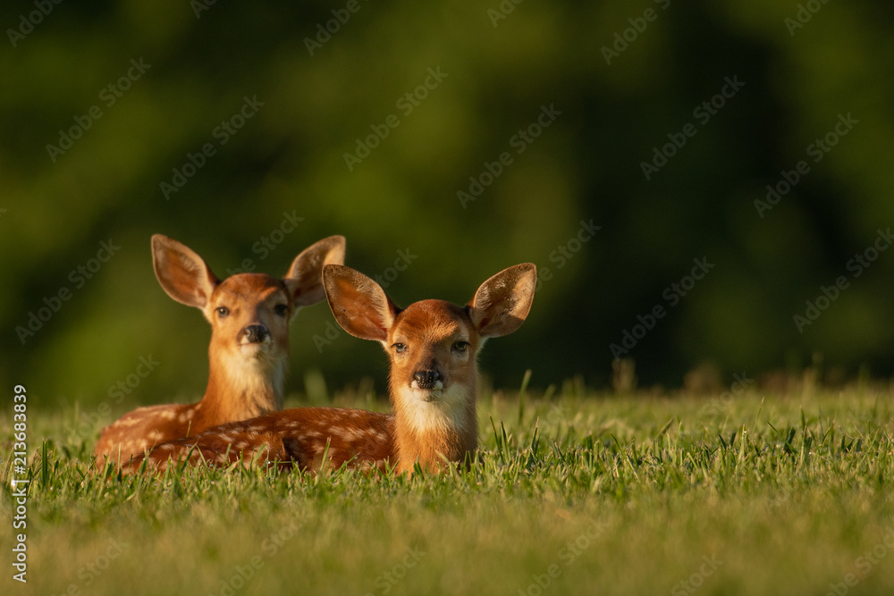 Two white-tailed deer fawns Two white-tailed deer fawns