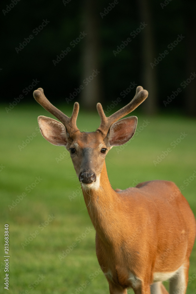 White-tailed deer buck with velvet on antlers