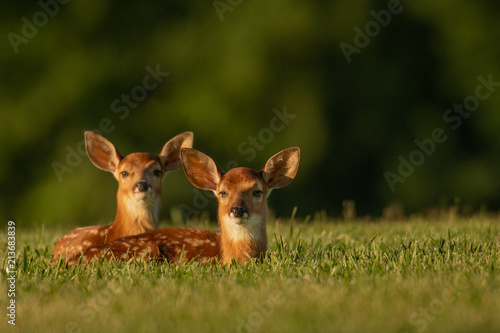 Two white-tailed deer fawns © Tony Campbell