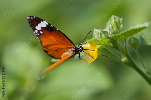 Orange and Black butterfly feeding on a yellow flower