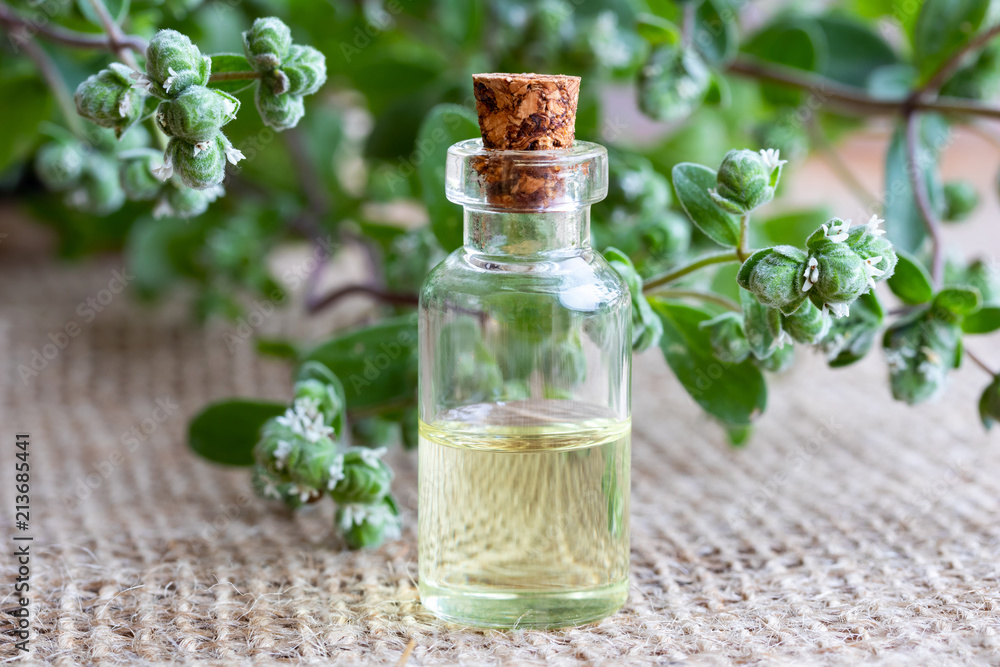 A bottle of marjoram essential oil with fresh marjoram twigs A bottle of marjoram essential oil with fresh marjoram twigs