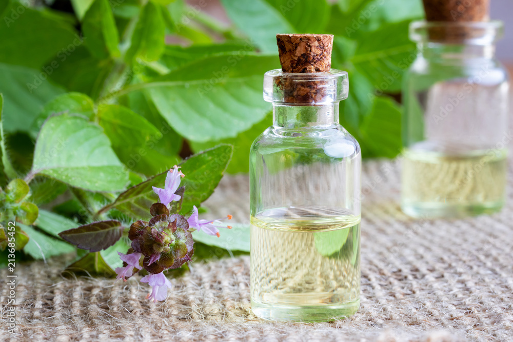 A bottle of tulsi essential oil with fresh tulsi, or holy basil A bottle of tulsi essential oil with fresh tulsi, or holy basil