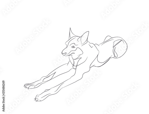 dog lies, lines, vector,