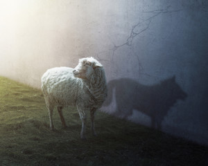 Ingelijste posters Schaap Schaap en wolf in confrontatie  © Kevin Carden