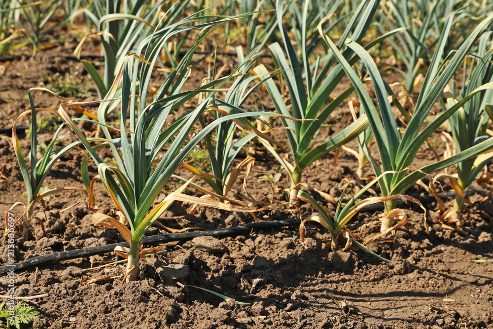Fototapeta premium Young green garlic sprouts growing in field