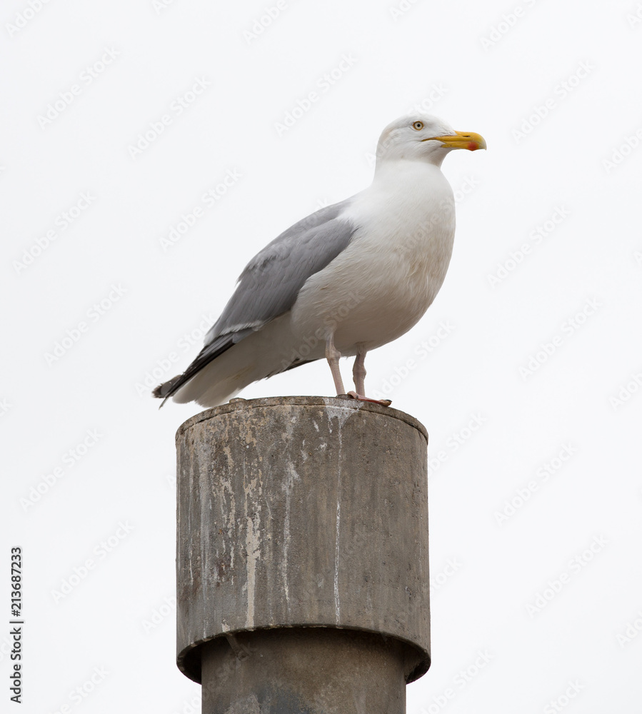 Obraz premium Seagull on Guard