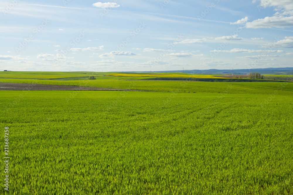 Green meadow under blue sky with clouds Green meadow under blue sky with clouds