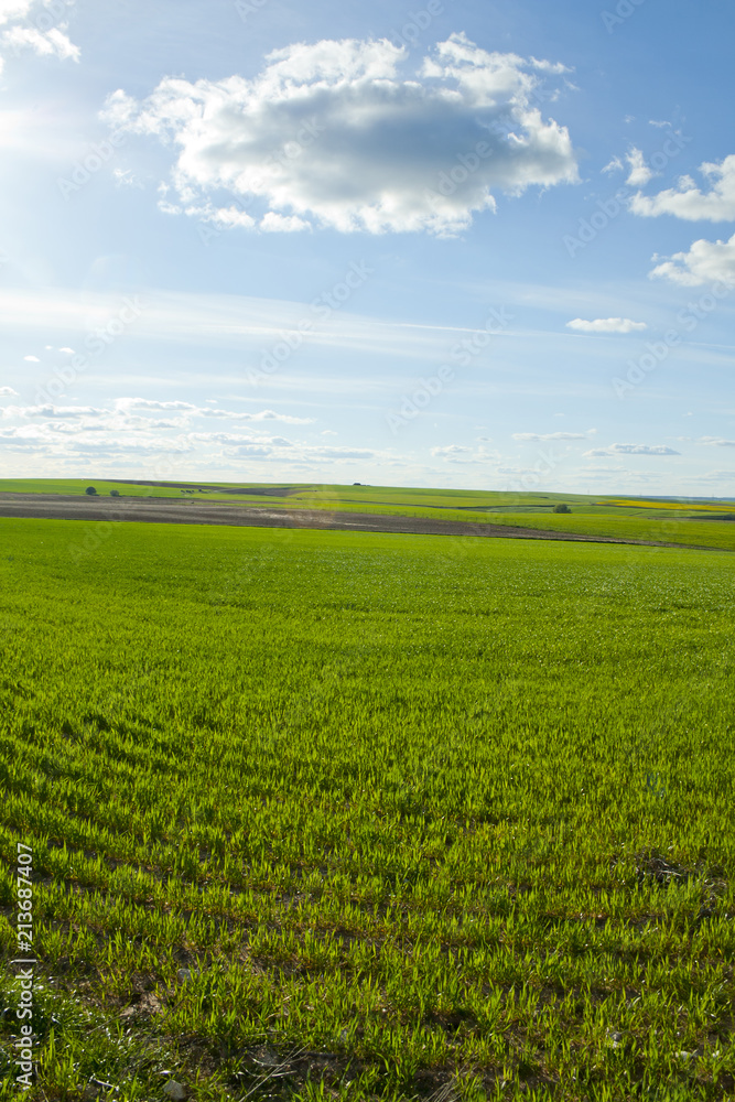 Green meadow under blue sky with clouds