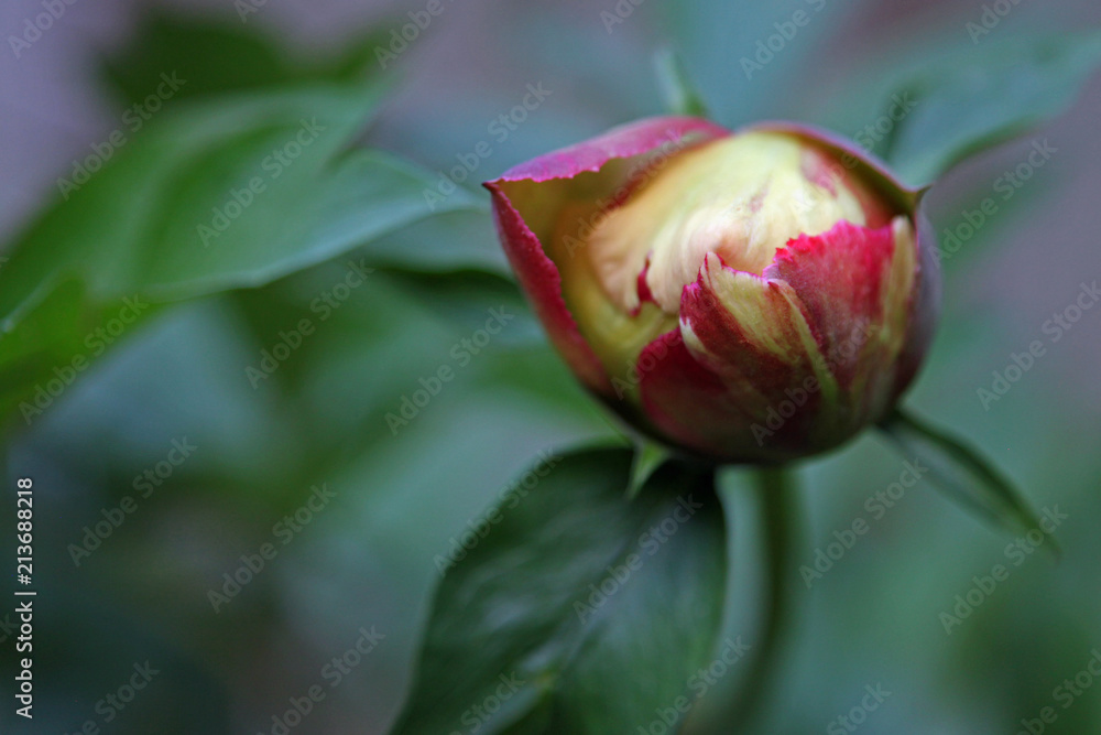 Peony Peony