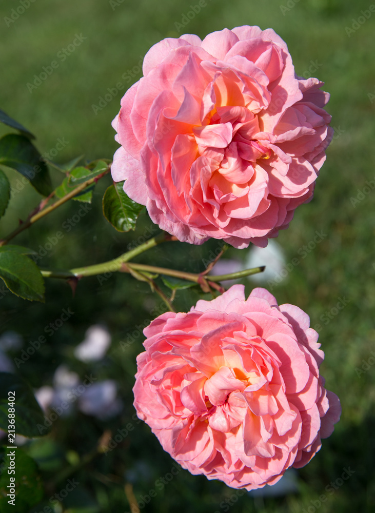 Fototapeta premium Blooming salmon-pink English rose in the garden on a sunny day. Rose Strawberry Hill