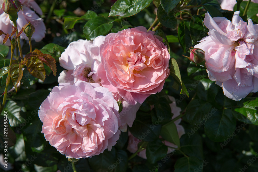 Obraz premium Blooming salmon-pink English rose in the garden on a sunny day. Rose Strawberry Hill