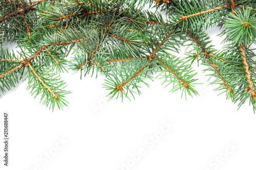 Branches of Christmas tree on white background
