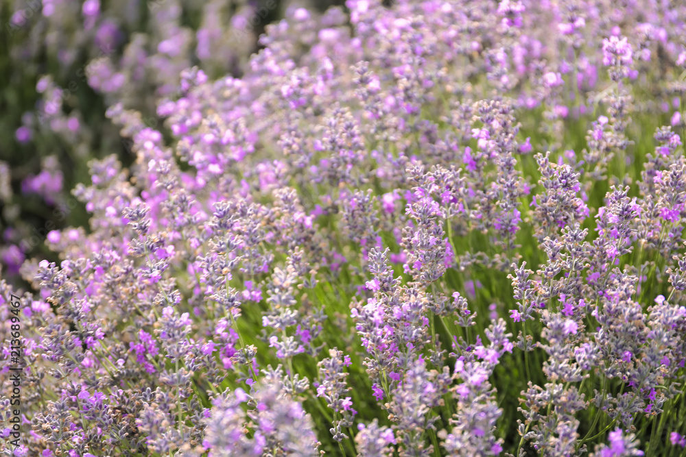 Beautiful blooming lavender in field on summer day Beautiful blooming lavender in field on summer day