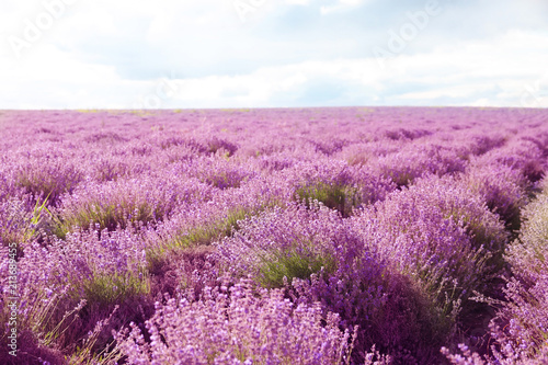 Beautiful blooming lavender in field on summer day © New Africa